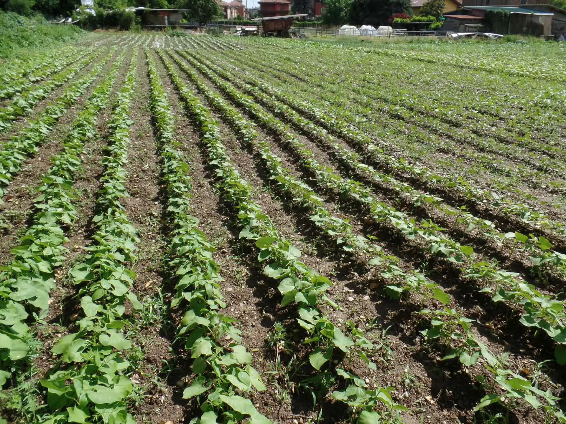 Metalli pesanti nel 15 per cento dei terreni agricoli: scatta l’allarme per la sicurezza alimentare Immagine selezionata