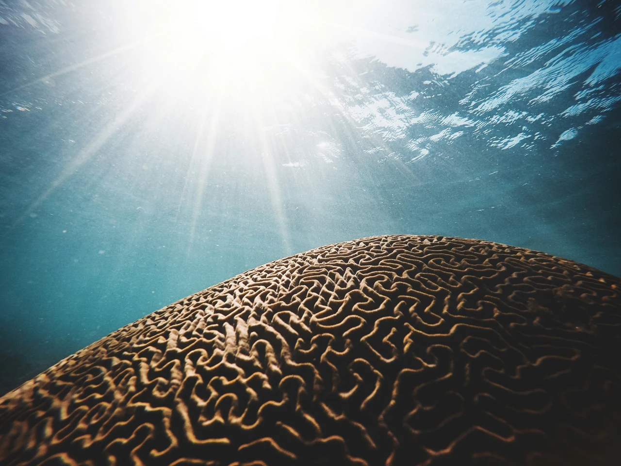 Missione barriera corallina: questo è un progetto che può salvare il nostro mare Immagine selezionata