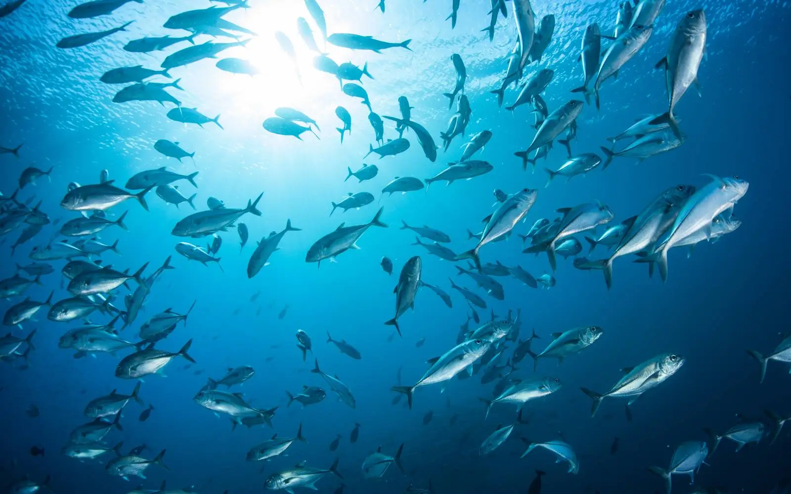 Missione barriera corallina: questo è un progetto che può salvare il nostro mare Immagine selezionata