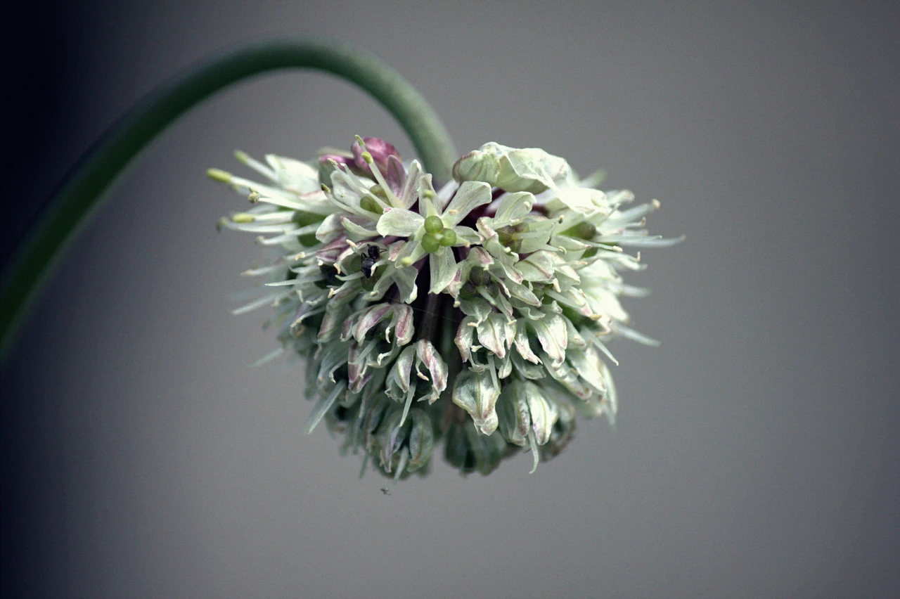 Sta per sbocciare un fiore rarissimo: ecco dove vedere e sentire il profumo di questa meraviglia della natura Immagine selezionata