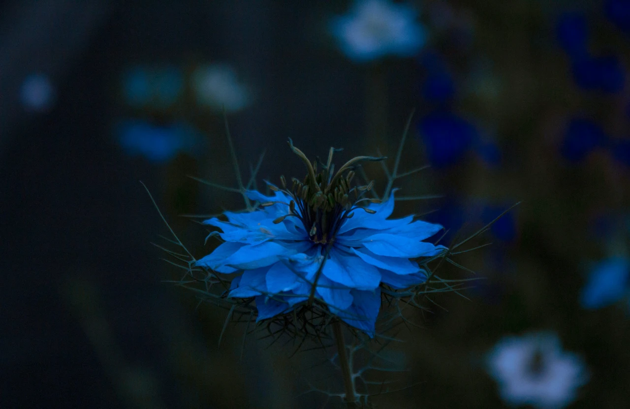 Sta per sbocciare un fiore rarissimo: ecco dove vedere e sentire il profumo di questa meraviglia della natura Immagine selezionata