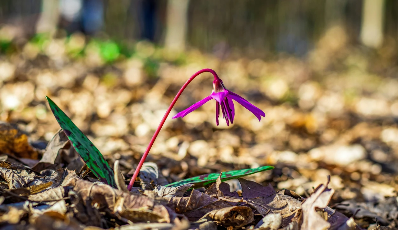 Sta per sbocciare un fiore rarissimo: ecco dove vedere e sentire il profumo di questa meraviglia della natura Immagine selezionata