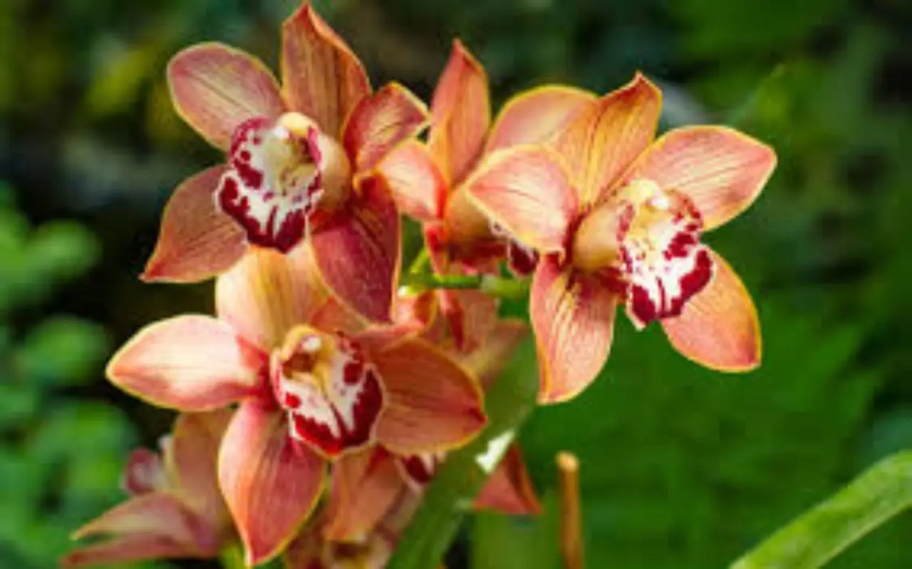 Sta per sbocciare un fiore rarissimo: ecco dove vedere e sentire il profumo di questa meraviglia della natura Immagine selezionata