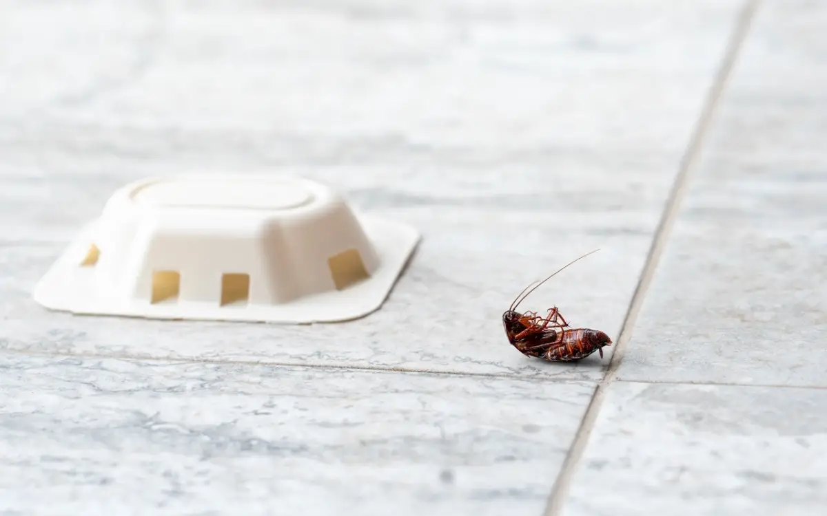 Hai già questo ingrediente in cucina: ecco il trucco naturale per tenere lontane le blatte! Immagine selezionata