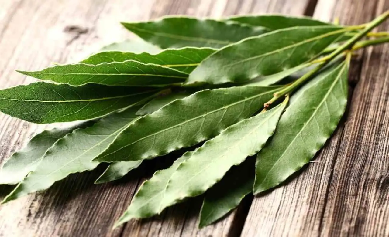 Hai già questo ingrediente in cucina: ecco il trucco naturale per tenere lontane le blatte! Immagine selezionata