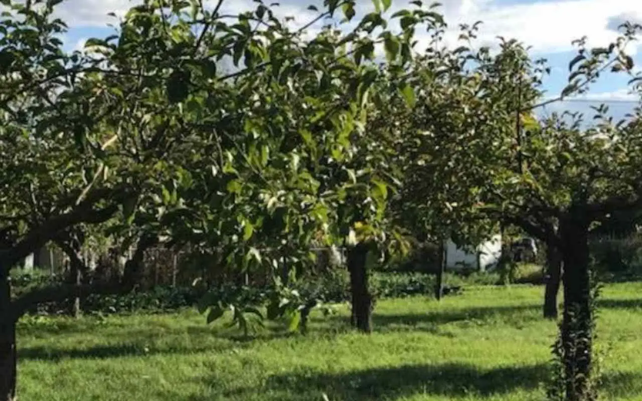 In arrivo un nuovo parco di tre ettari: scopri dove potrai rilassarti nella natura vicino alla città Immagine selezionata