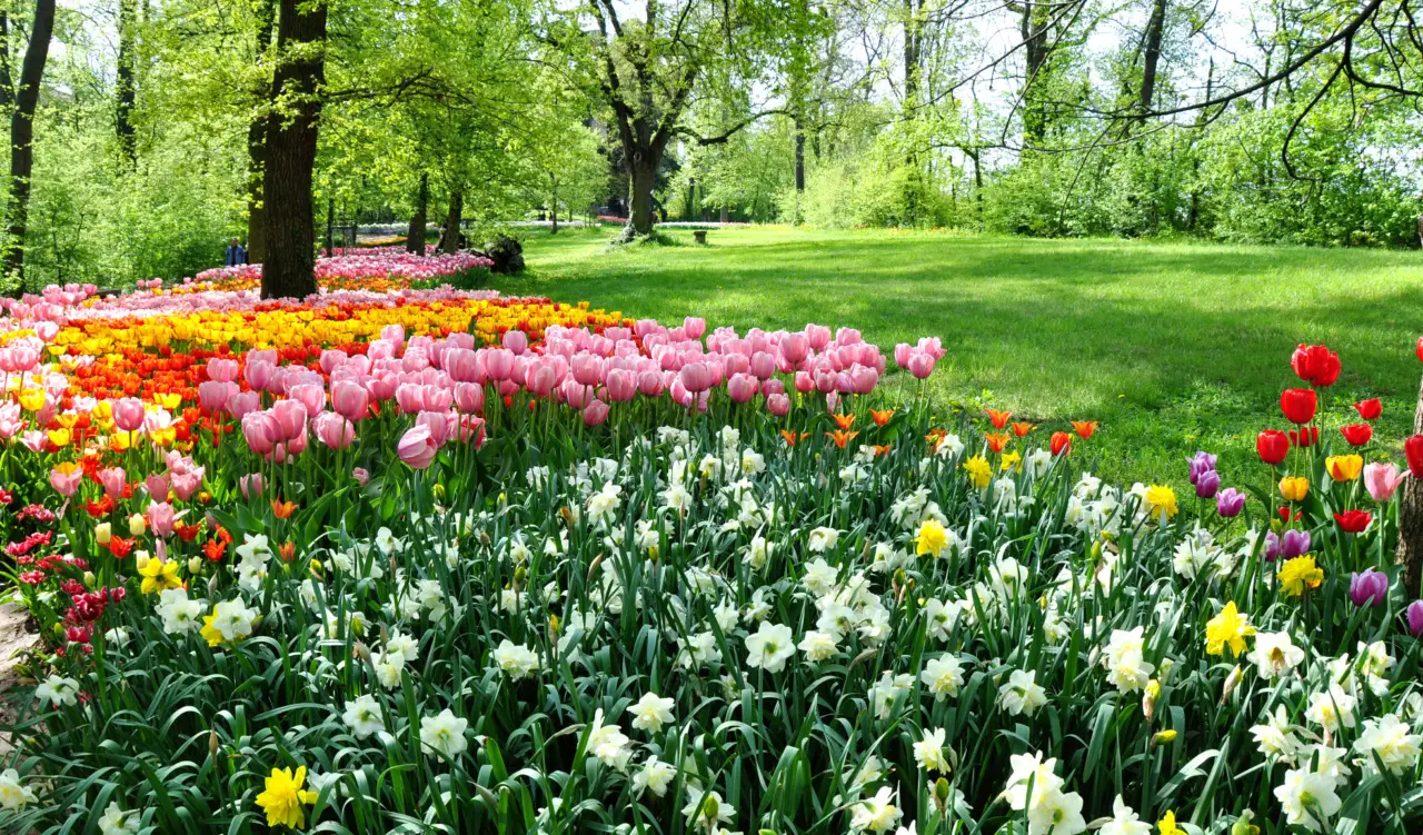In arrivo un nuovo parco di tre ettari: scopri dove potrai rilassarti nella natura vicino alla città Immagine selezionata