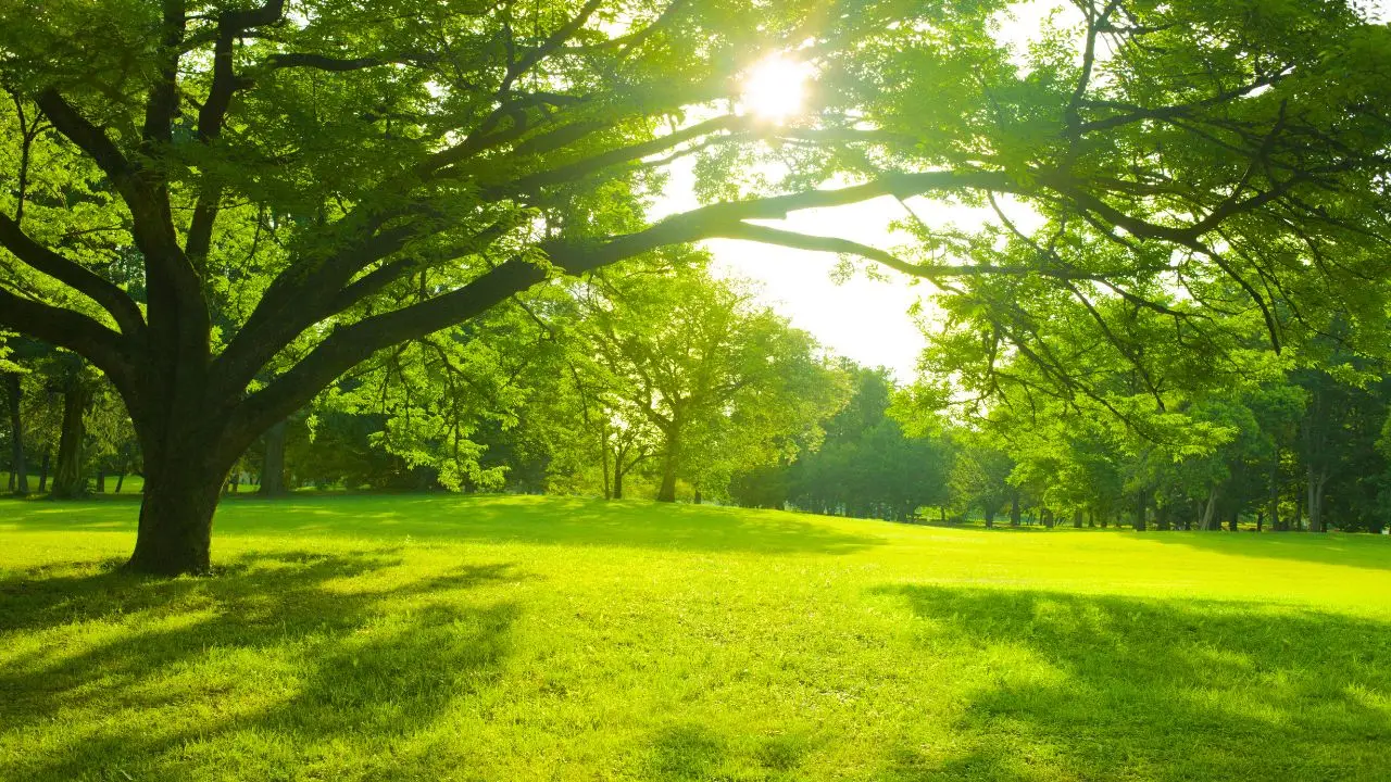 In arrivo un nuovo parco di tre ettari: scopri dove potrai rilassarti nella natura vicino alla città Immagine selezionata