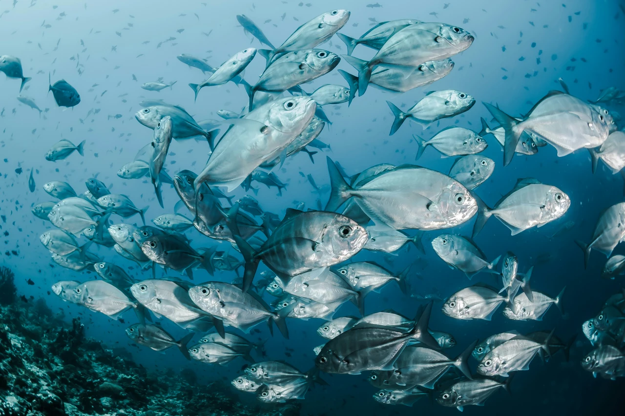 La legge salva-mare: il piccolo alleato che rivoluziona la tutela degli oceani La legge salva-mare: il piccolo alleato che rivoluziona la tutela degli oceani