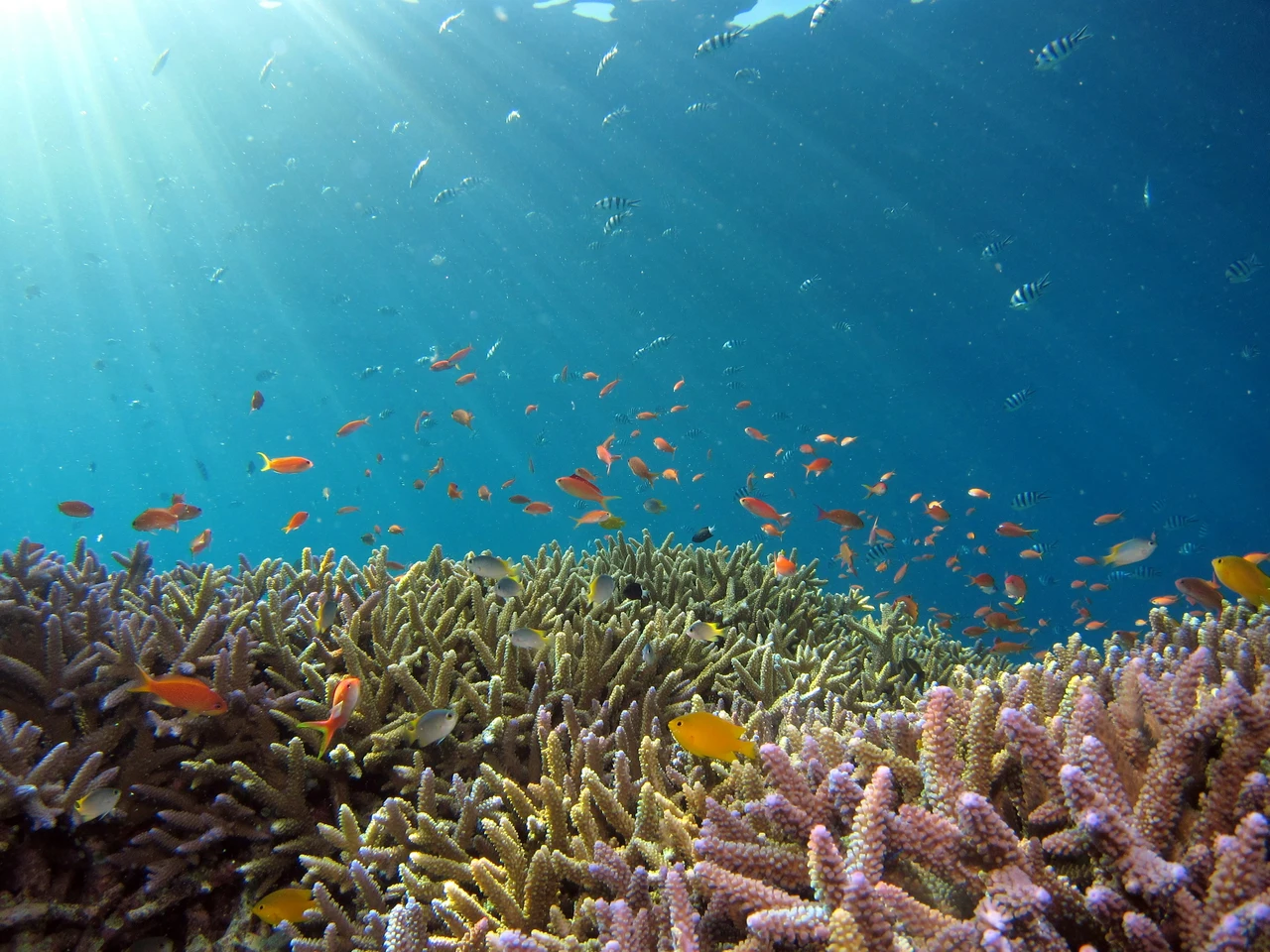 La legge salva-mare: il piccolo alleato che rivoluziona la tutela degli oceani Immagine selezionata