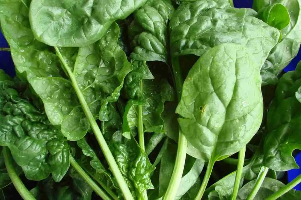 Come riconoscere spinaci pronti per la raccolta Immagine selezionata