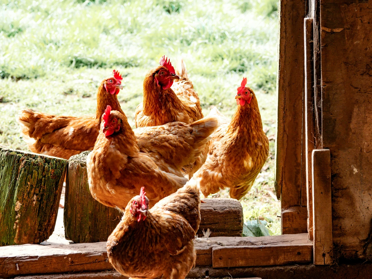 Pidocchi delle galline come eliminarli con un rimedio naturale semplice ed economico Pidocchi delle galline come eliminarli con un rimedio naturale semplice ed economico