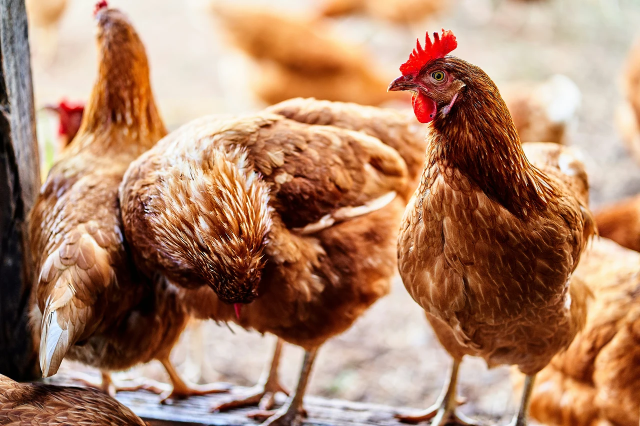 Pidocchi delle galline come eliminarli con un rimedio naturale semplice ed economico Immagine selezionata