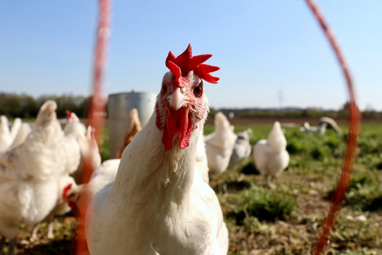 Pidocchi delle galline come eliminarli con un rimedio naturale semplice ed economico Immagine selezionata