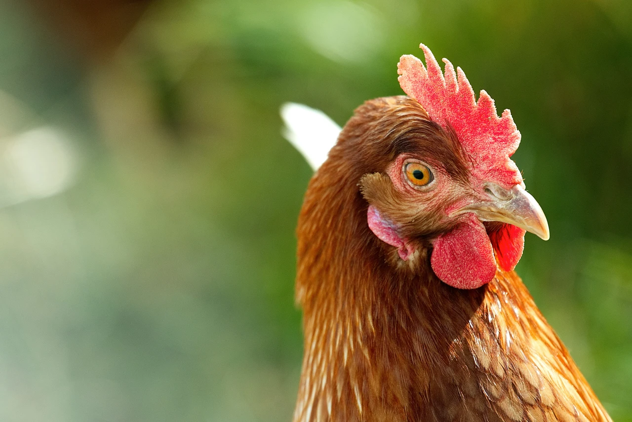 Pidocchi delle galline come eliminarli con un rimedio naturale semplice ed economico Immagine selezionata