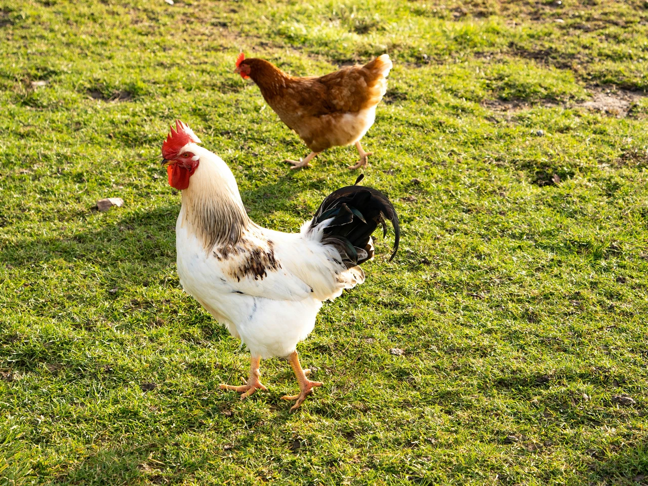Pidocchi delle galline come eliminarli con un rimedio naturale semplice ed economico Immagine selezionata