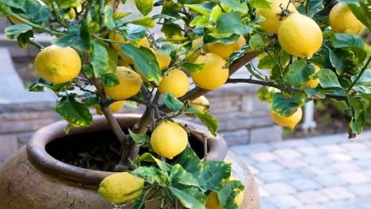 Come proteggere il limone dal freddo durante l’inverno Immagine selezionata