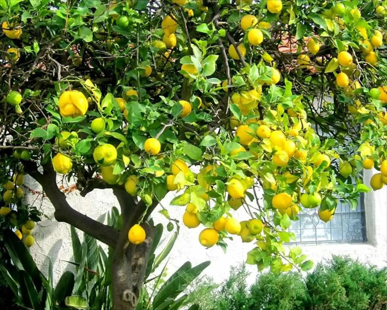 Come proteggere il limone dal freddo durante l’inverno Immagine selezionata