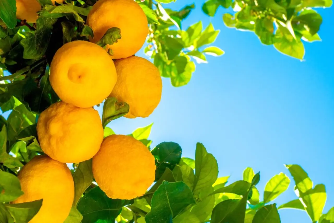 Come proteggere il limone dal freddo durante l’inverno Immagine selezionata