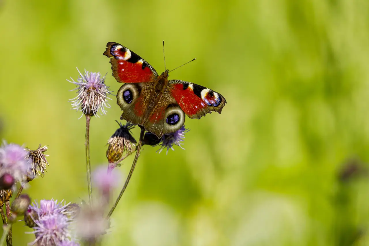Le piante ideali per trasformare il giardino in un rifugio per farfalle