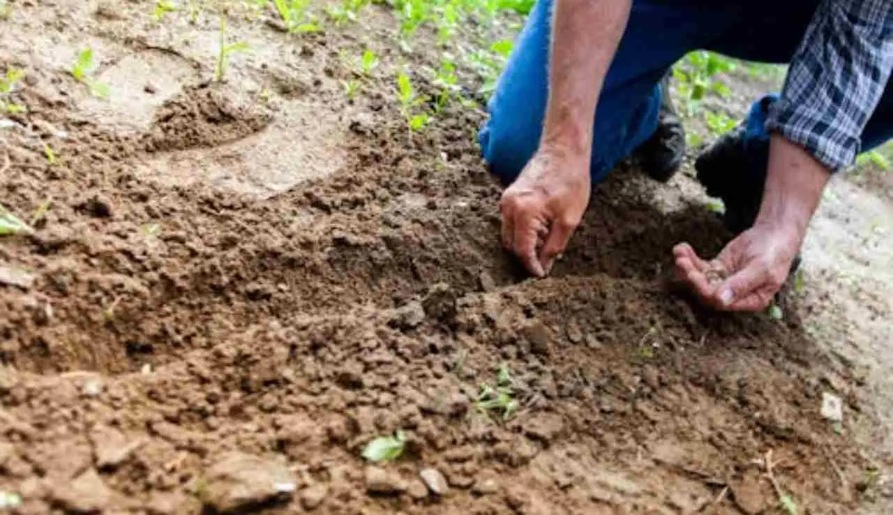 L’uso eccessivo di torba può compromettere la salute del suolo