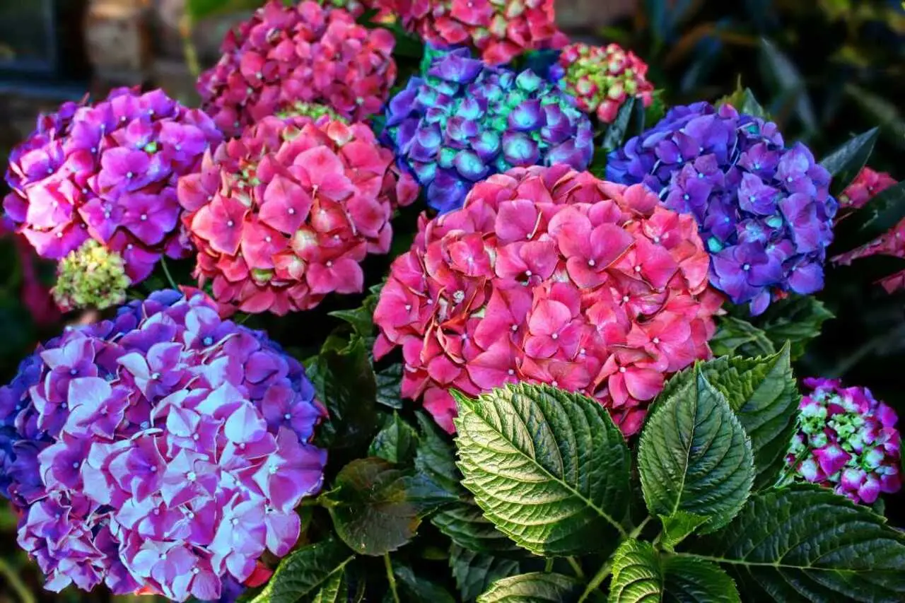 Ortensie da sogno: i consigli indispensabili per ottenere fioriture spettacolari che conquisteranno tutti Immagine selezionata