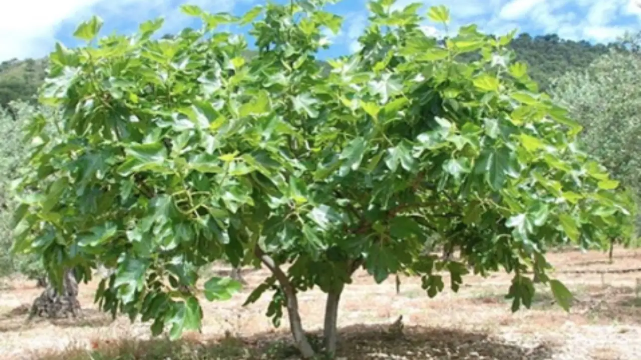 Questo albero da frutto che attira i serpenti: ecco perché è meglio evitarlo in giardino