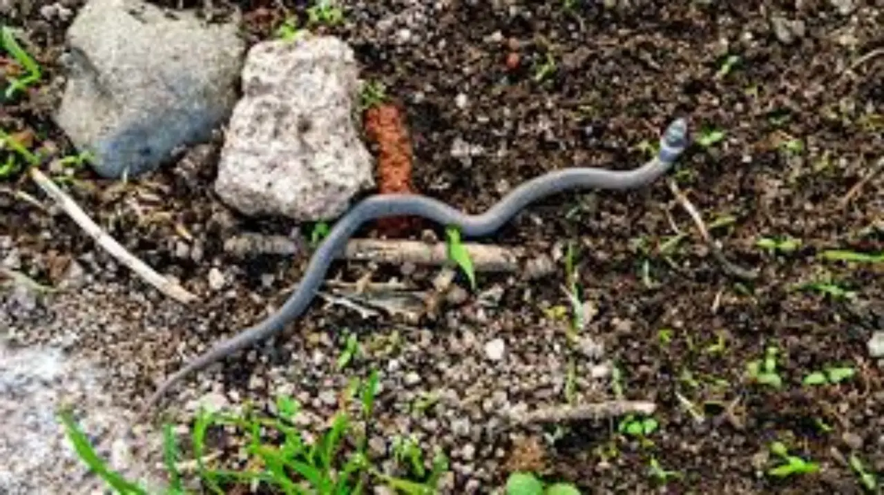 Questo albero da frutto che attira i serpenti: ecco perché è meglio evitarlo in giardino Immagine selezionata