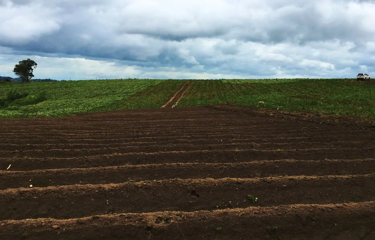 Il pH del terreno può ostacolare lo sviluppo delle piante