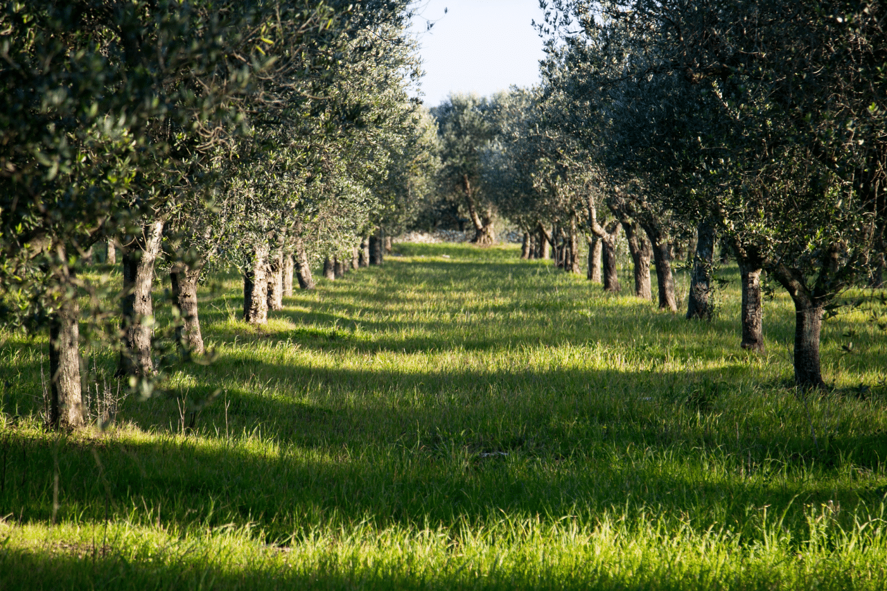 Il pH del terreno può ostacolare lo sviluppo delle piante Il pH del terreno può ostacolare lo sviluppo delle piante