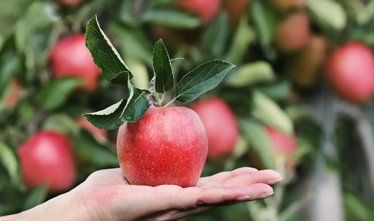 Come mangiare le mele per abbassare il colesterolo Come mangiare le mele per abbassare il colesterolo