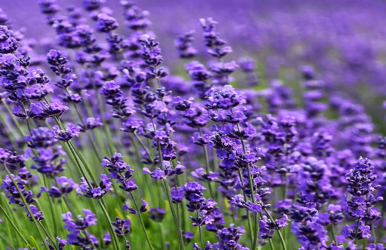 Giardino sempre perfetto senza fatica: 8 piante che resistono anche alla siccità Giardino sempre perfetto senza fatica: 8 piante che resistono anche alla siccità