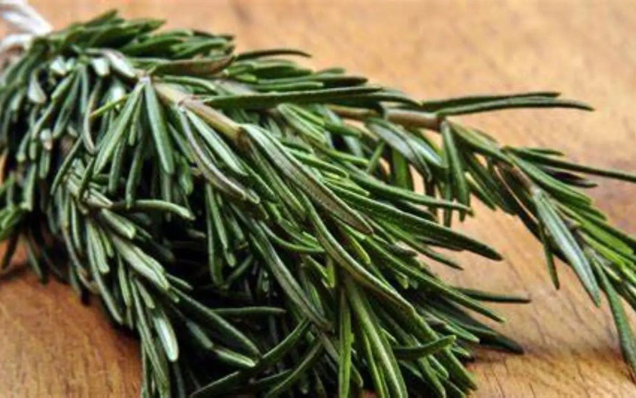 Giardino sempre perfetto senza fatica: 8 piante che resistono anche alla siccità Giardino sempre perfetto senza fatica: 8 piante che resistono anche alla siccità