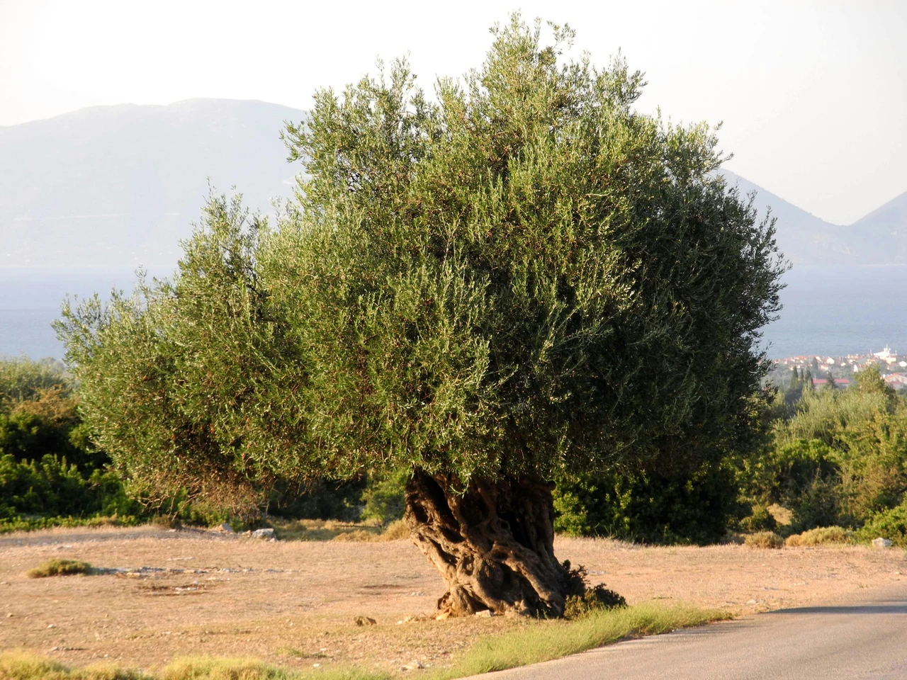 Giardino sempre perfetto senza fatica: 8 piante che resistono anche alla siccità Giardino sempre perfetto senza fatica: 8 piante che resistono anche alla siccità