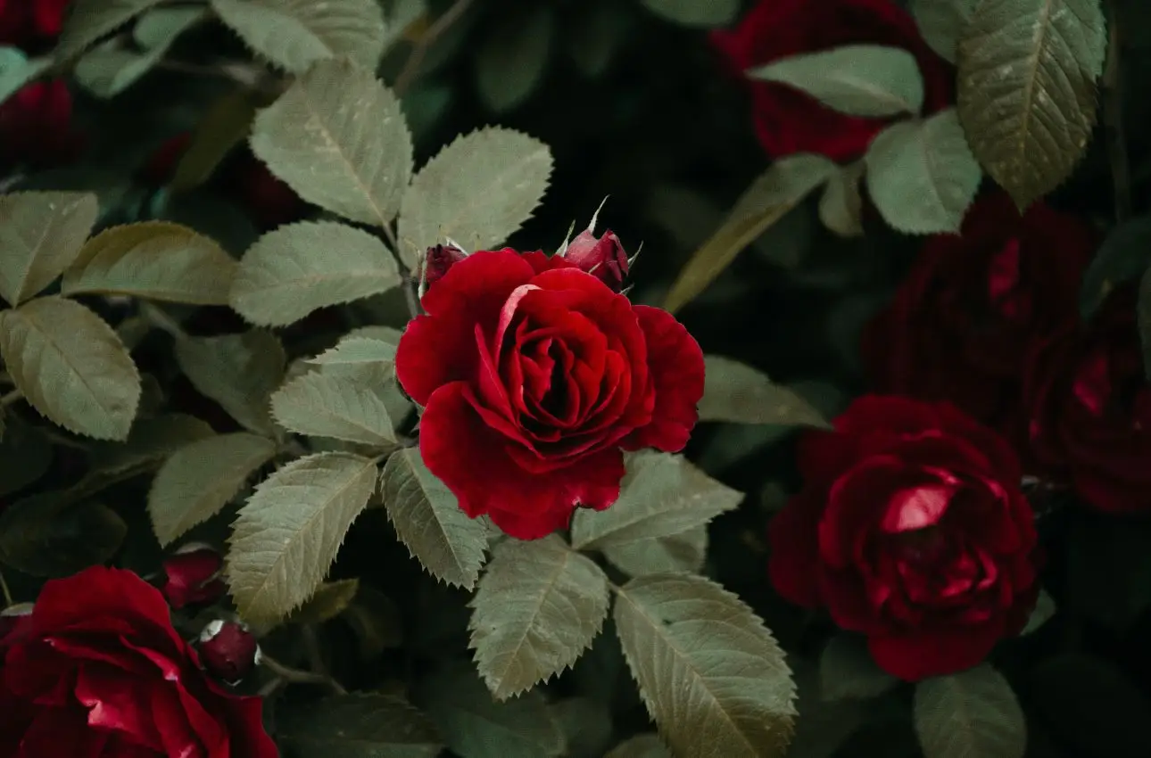 Come combattere i parassiti delle rose: ecco i rimedi naturali Come combattere i parassiti delle rose: ecco i rimedi naturali