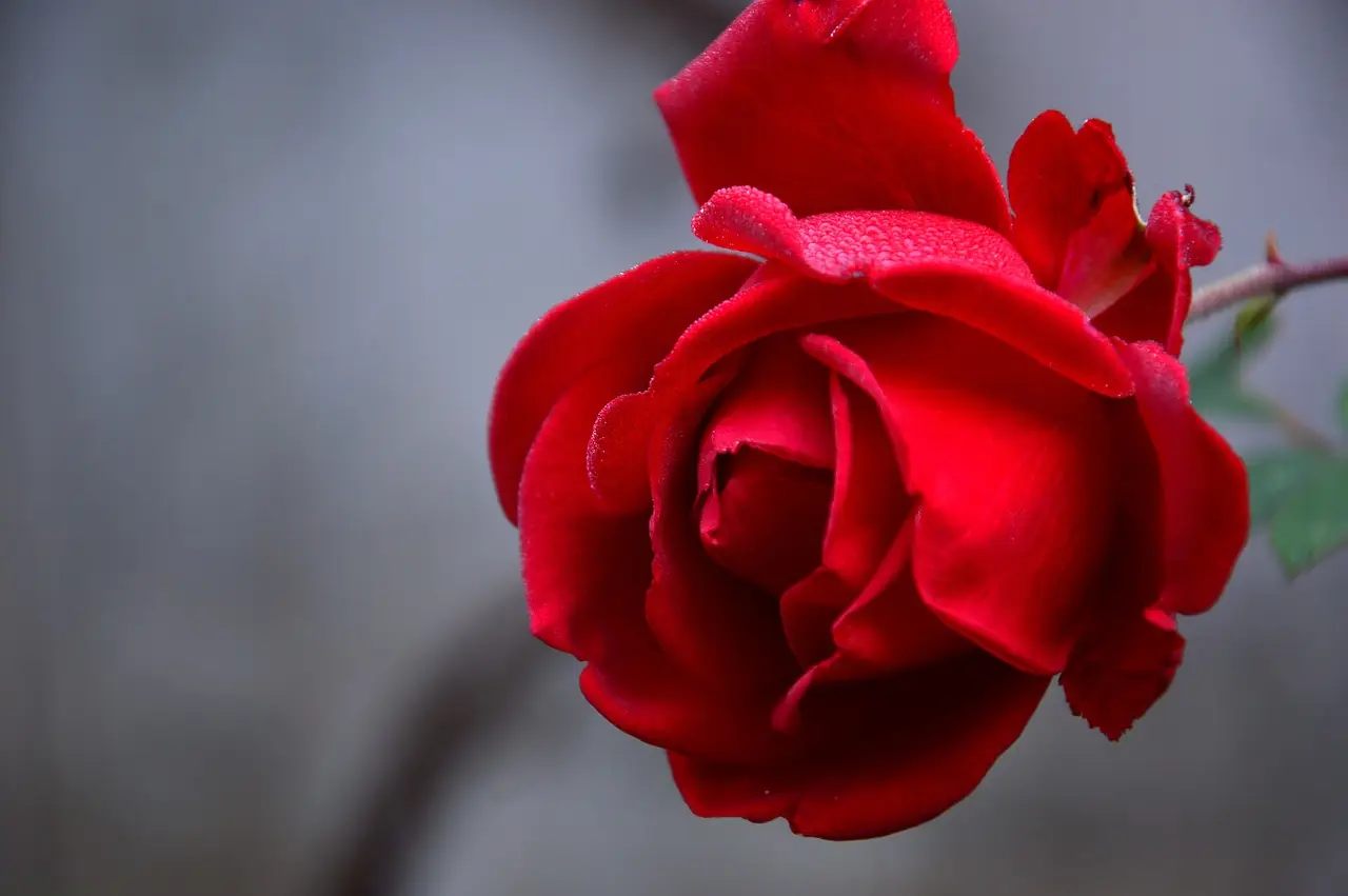 Come combattere i parassiti delle rose: ecco i rimedi naturali Come combattere i parassiti delle rose: ecco i rimedi naturali
