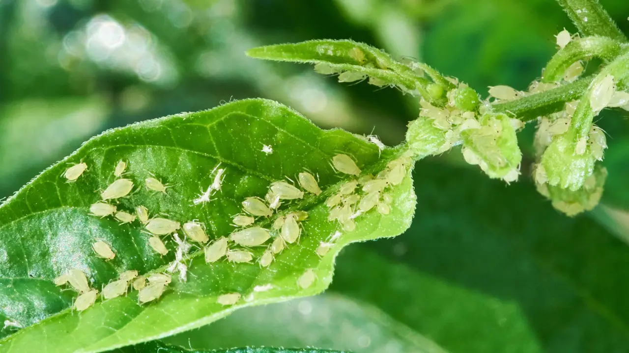 Come combattere i parassiti delle rose: ecco i rimedi naturali Come combattere i parassiti delle rose: ecco i rimedi naturali