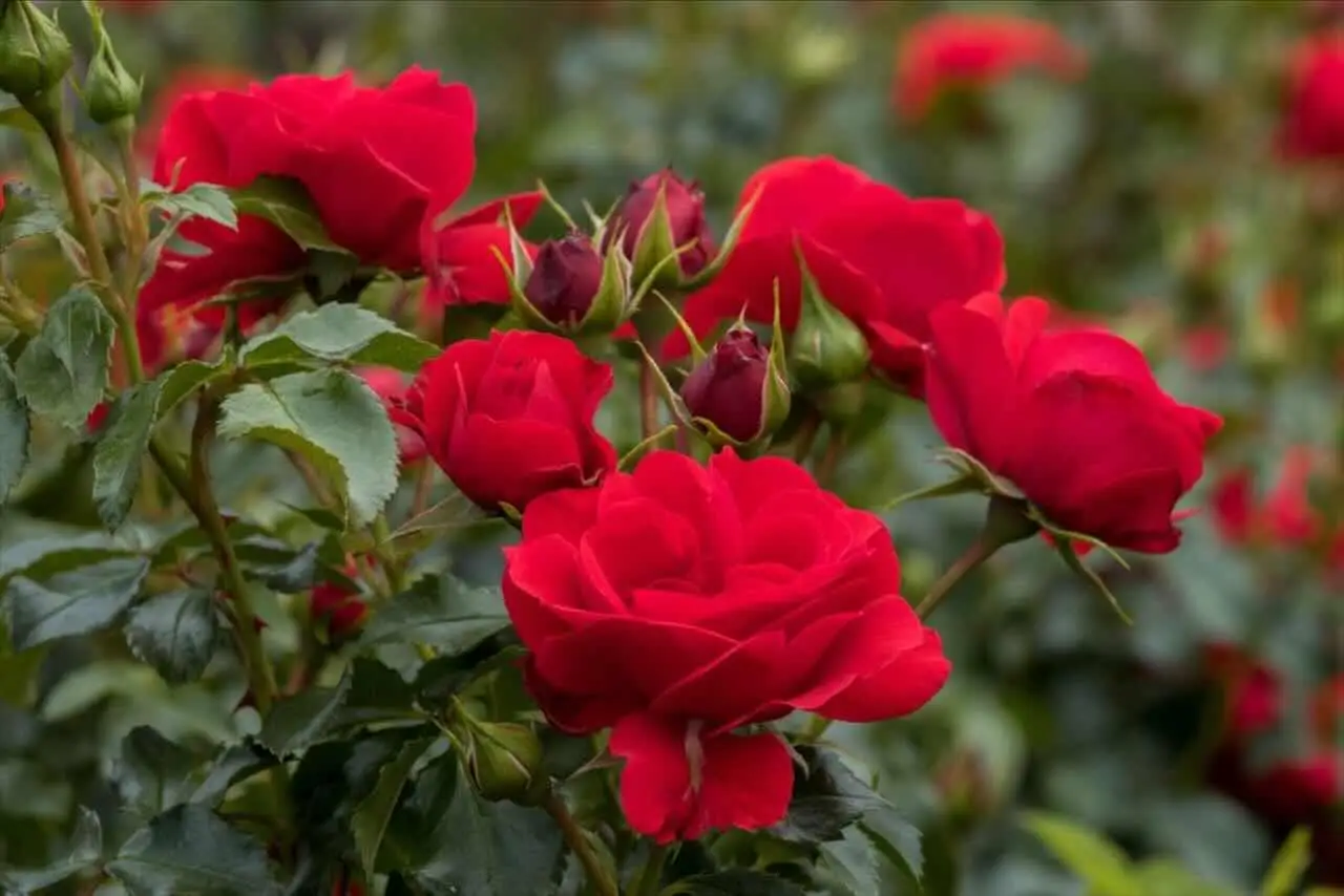 Come combattere i parassiti delle rose: ecco i rimedi naturali Come combattere i parassiti delle rose: ecco i rimedi naturali