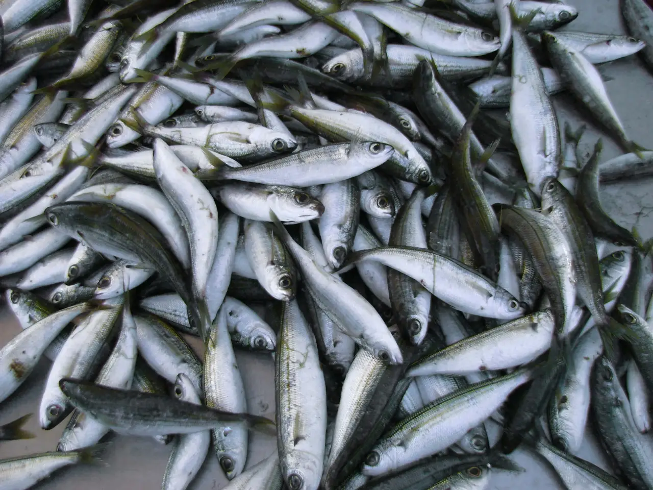 Come assumere pesce azzurro per aumentare gli omega 3 Come assumere pesce azzurro per aumentare gli omega 3